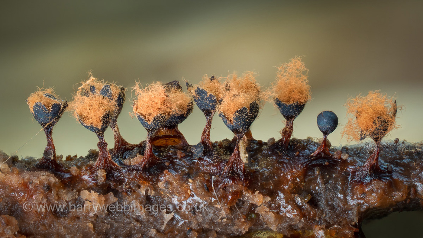 Photo by Barry Webb Metatrichia floriformis by Barry Webb